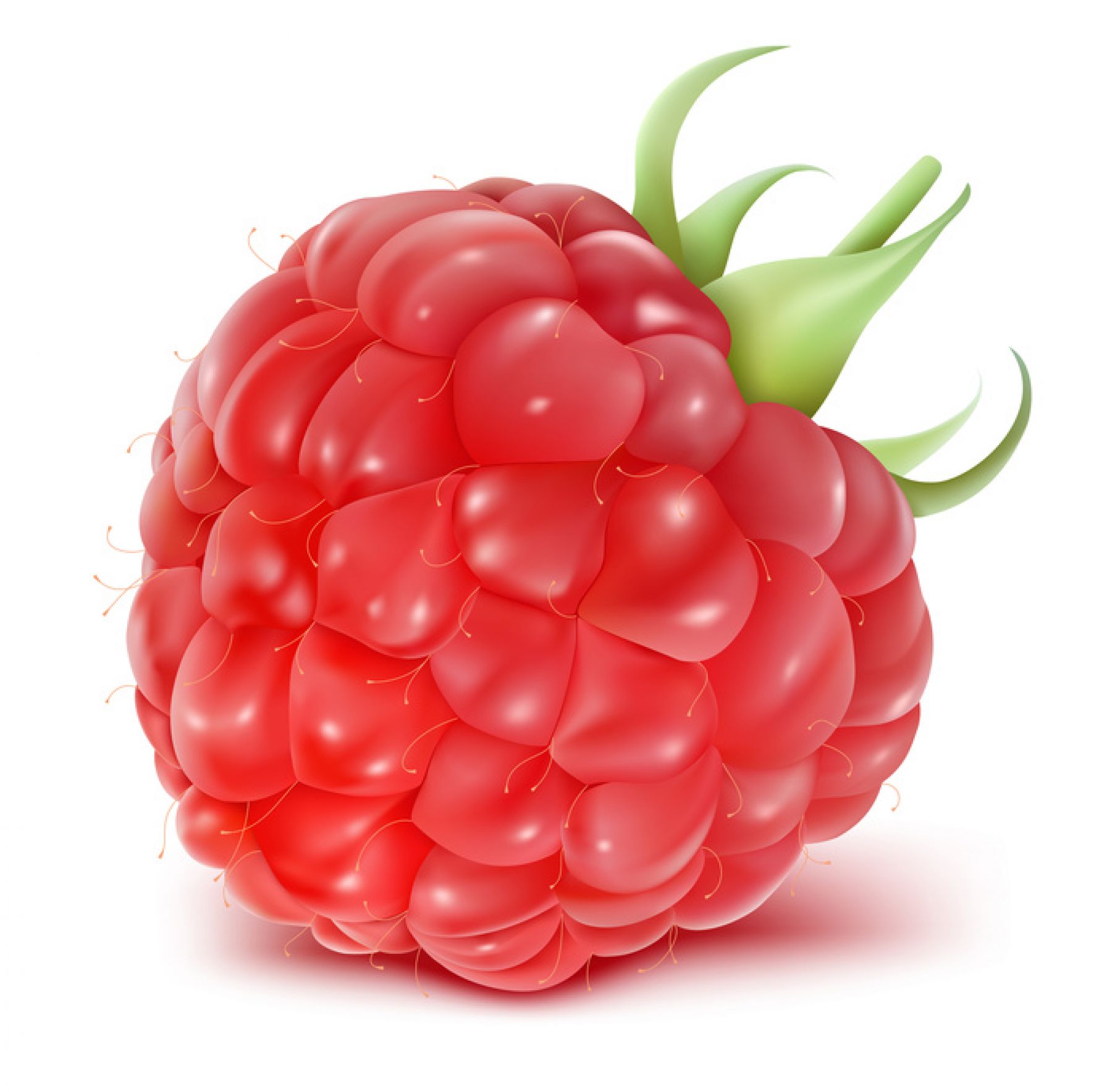 clipart gratuit framboises - photo #27